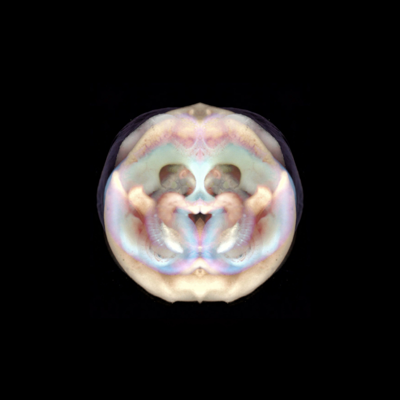 embryo5